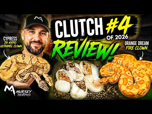 CLUTCH #4 REVIEW! 🔥 Did We Hit the DREAM Snakes?! | Ball Python Breeding 2026