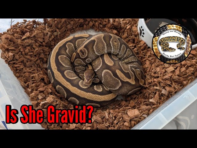 Breeding Ball Pythons. Is She Gravid?