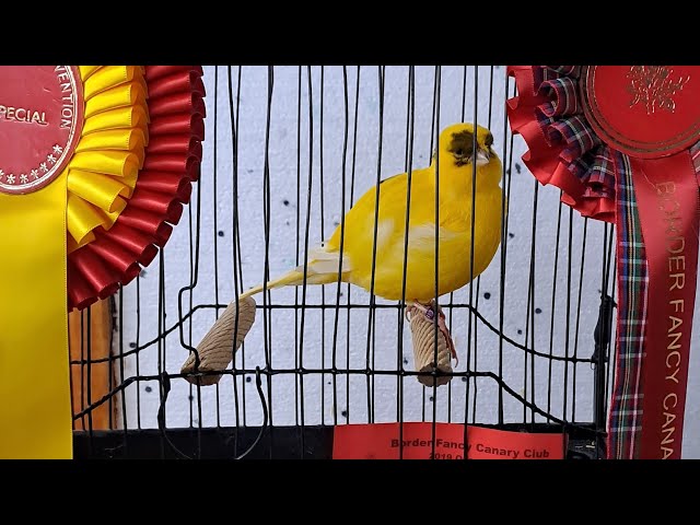The Border Corner - Andy’s Birdroom