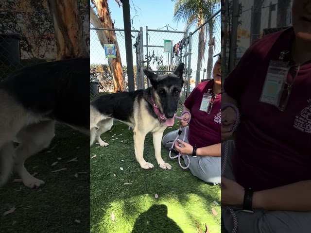 NEW A5710111 Maya | German Shepherd