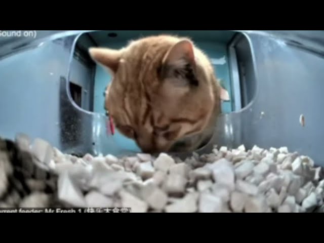 Mr. Fresh was taken to the vet full clip (get well soon Mr. Fresh)
