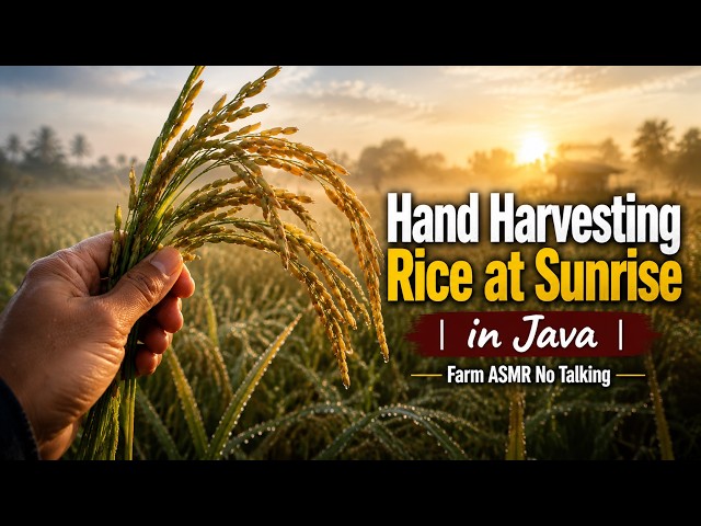 Hand Harvesting Rice at Sunrise in Java  Farm ASMR No Talking