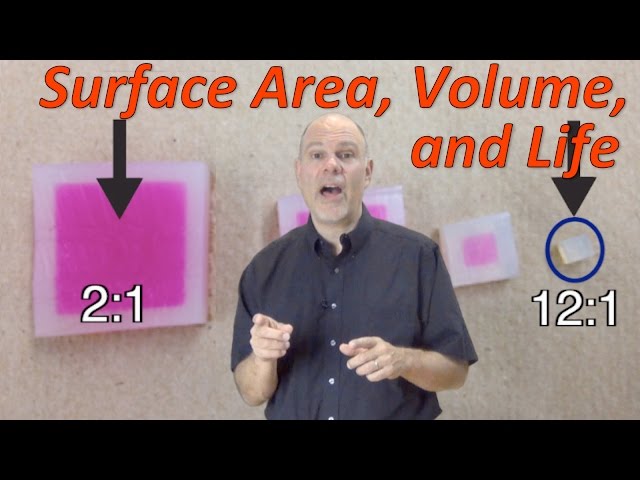 Surface Area, Volume, and Life