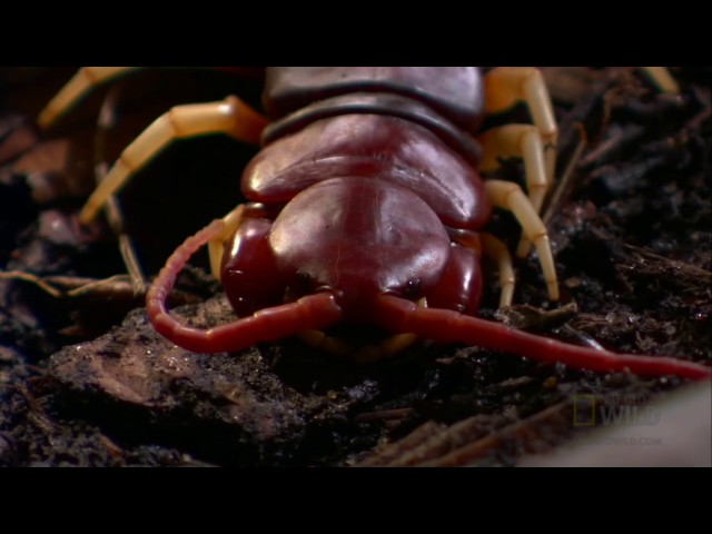 Killer Centipede | World's Deadliest