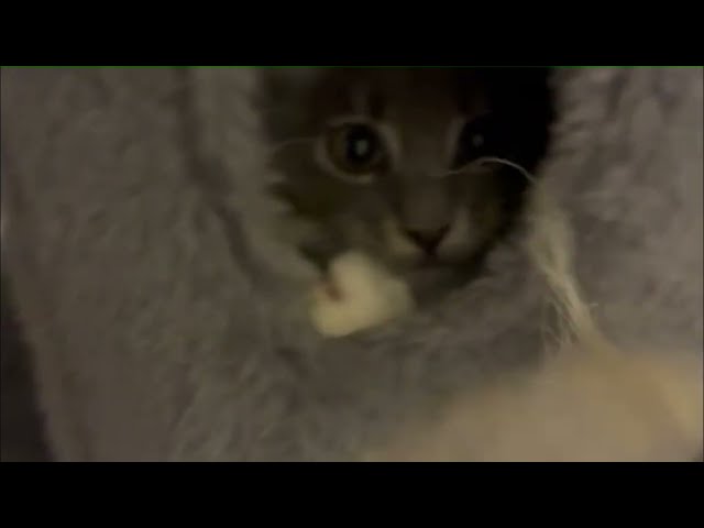 blossom the demon