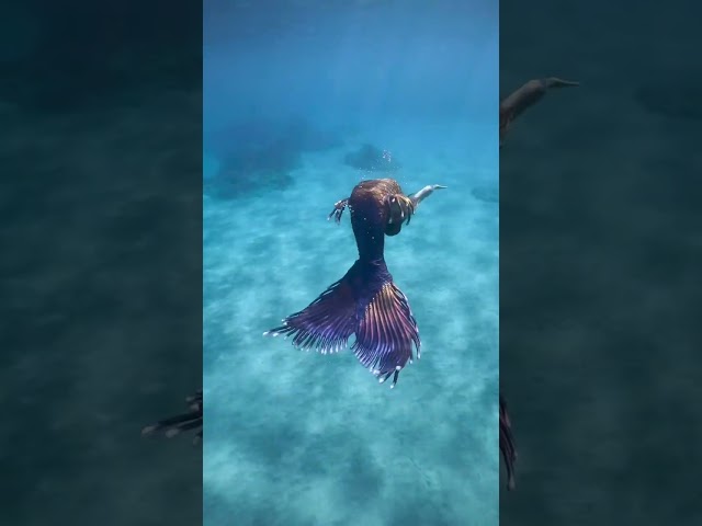 Mermaid Swimming in the Ocean #mermaid #professionalmermaid #mermaidtail