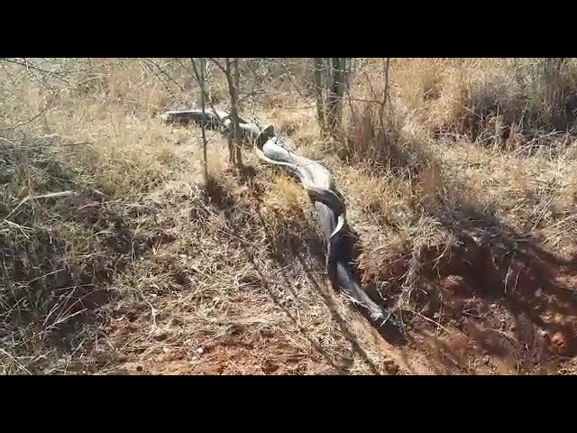 Monster African Rock Python Caught on Camera – This HUGE Snake Will Shock You! Africa's Biggest
