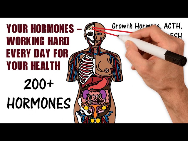 Your Hormones - Working Hard Everyday!