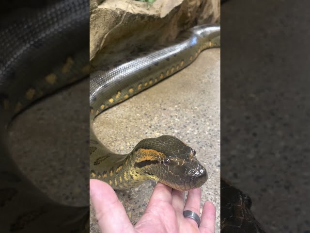 Giant Tame Anaconda! #shorts