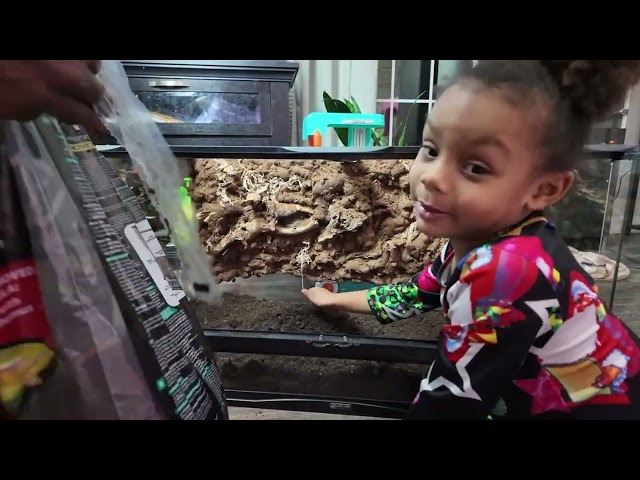 How to build a Bio active setup for ball pythons 🐍 #vlog 8