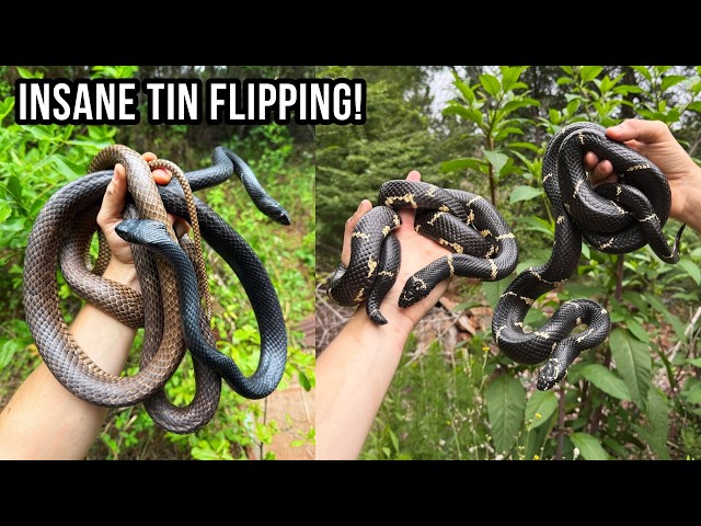 We Couldn't Stop Finding Snakes! Georgia Snake Hunting on a Perfect Spring Day