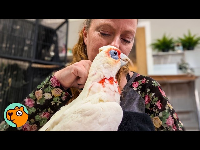 Lady Saves 17yo Parrot That No One Wanted | Cuddle Buddies