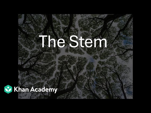 The Stem | Morphology of Flowering Plants | Grade 11 | Biology | Khan Academy