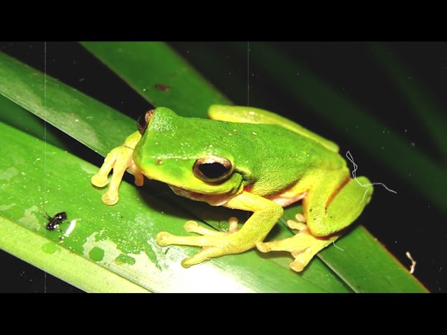 Relaxing music for deep sleeping Frog Sounds