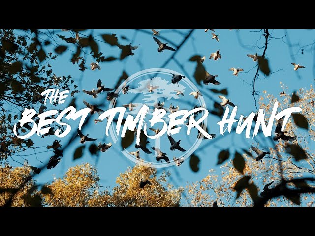 Duck Hunting- The Best Timber Hunt of Our LIVES