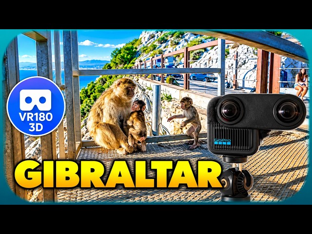 [8K][3D VR180] Gibraltar - visiting newborn monkeys (with GoPro Max 2)