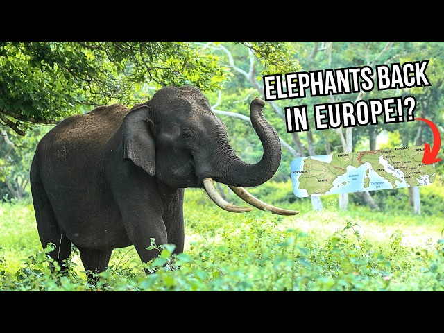 REWILDING EUROPE: Restoring South Europe's Serengeti