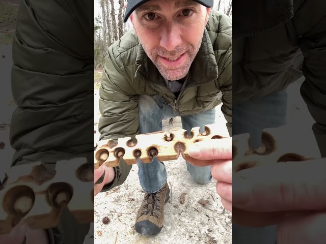 3-minute lesson: Hand drill friction fire! 🔥Primitive fire making.🌳