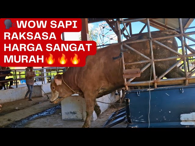 MENGIRING SAPI LIMOUSIN TURUN DARI TRUK‼️WARGA DI BIKIN HEBOH KEDATANGAN SAPI BELGIAN CROSS