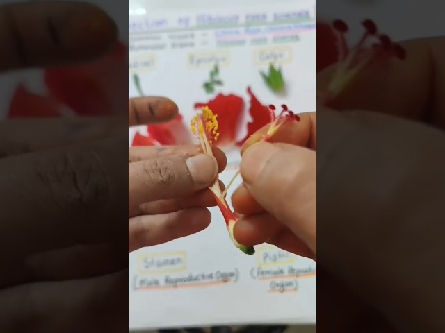 Dissection of Hibiscus Flower🌺|Parts of Flower|Biology Practical #shorts #neet #motivation #biology