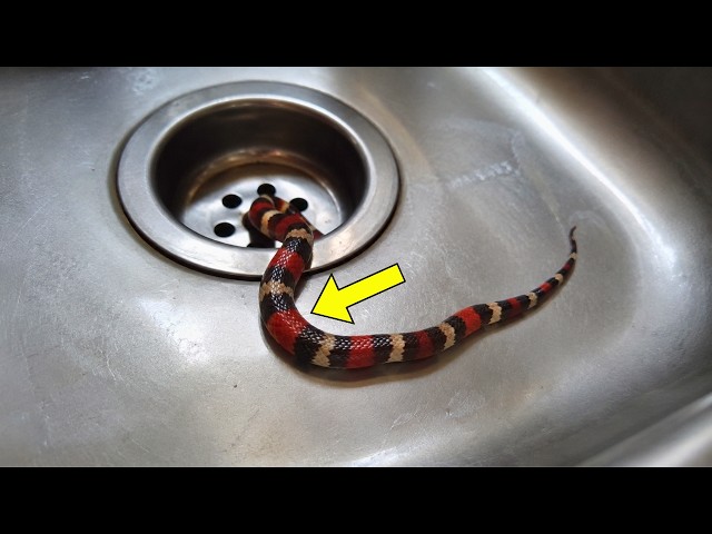 Woman Finds a Snake in Her Sink Vet Says : "Oh That's Not a Snake"
