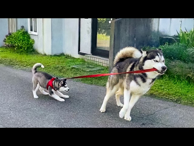PERROS GRACIOSOS INTENTANDO SER PADRES POR PRIMERA VEZ