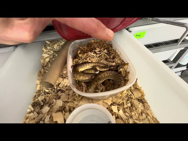 How to tell Sexual Maturity and Readiness to Breed in Childrens Pythons