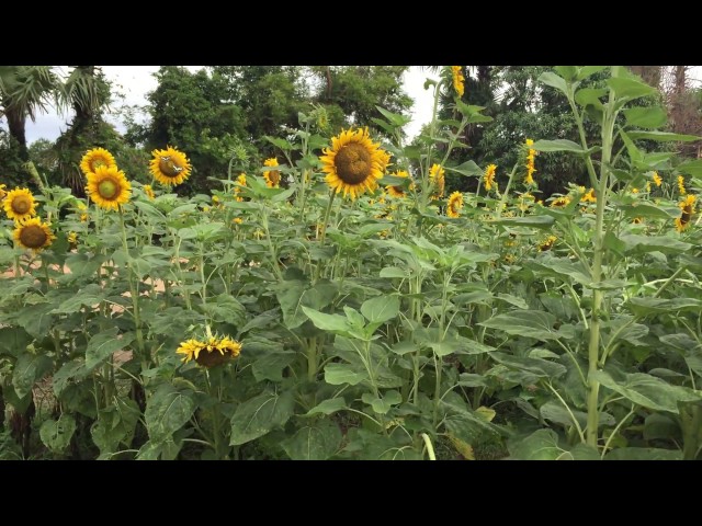 Siem Reap Sun Flower Farm