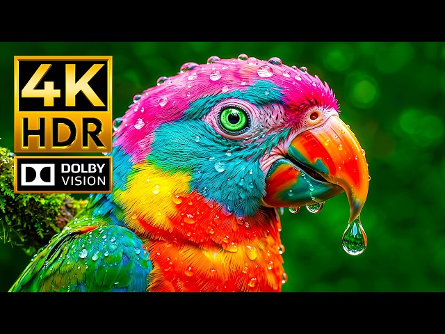 The Beauty of Wild Animals | 4K HDR Dolby Vision 120FPS | Cinematic Wildlife OLED Showcase