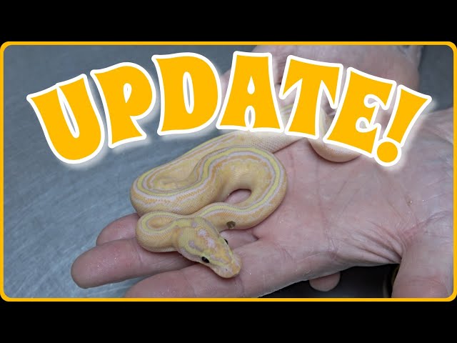 Clutch Update! Craziest Freeway Ball Python!!