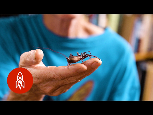 I Was Stung 1,000 Times for Science