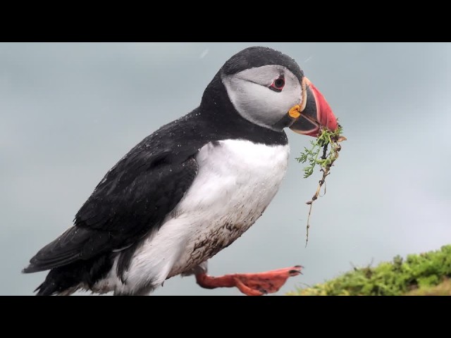 Animals may replace historic figures on UK banknotes