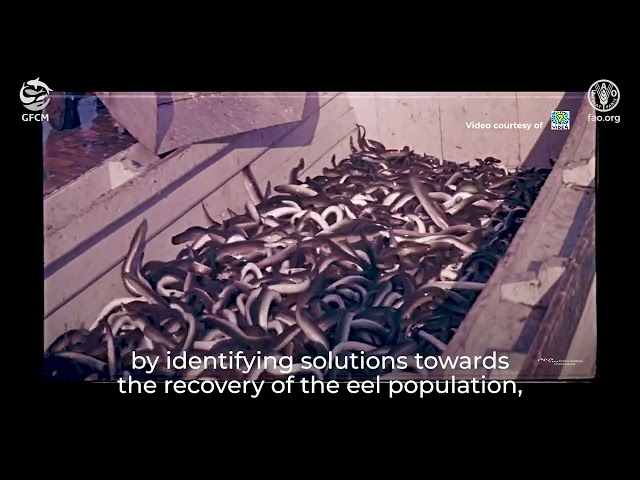 Together for the European eel