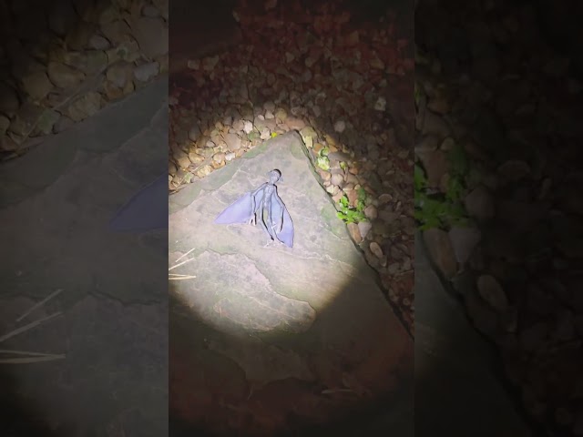 My Dog Finds A Real Fairy!
