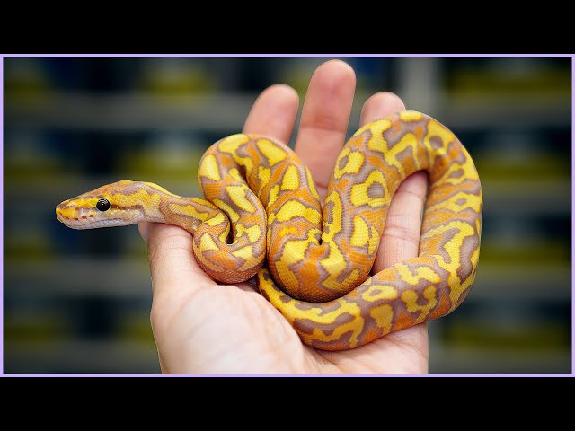 Mojave Ultramel Crypton - Better Than Banana?? | #Hetflix 149