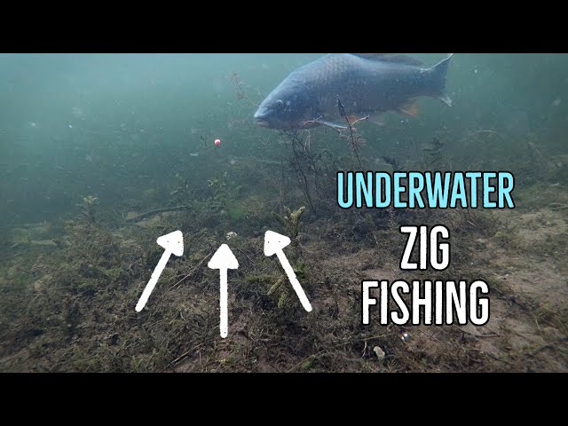 ZIG RIG Fishing for Carp - Underwater Footage