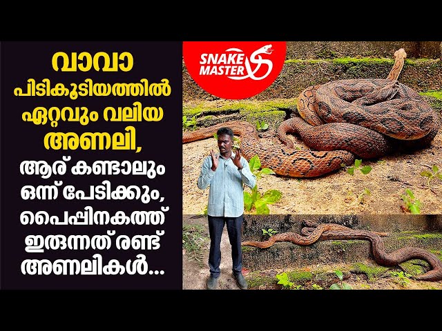 വാവാ പിടികൂടിയത്തിൽ ഏറ്റവും വലിയ അണലി,ആര് കണ്ടാലും ഒന്ന് പേടിക്കും | Snakemaster EP 718