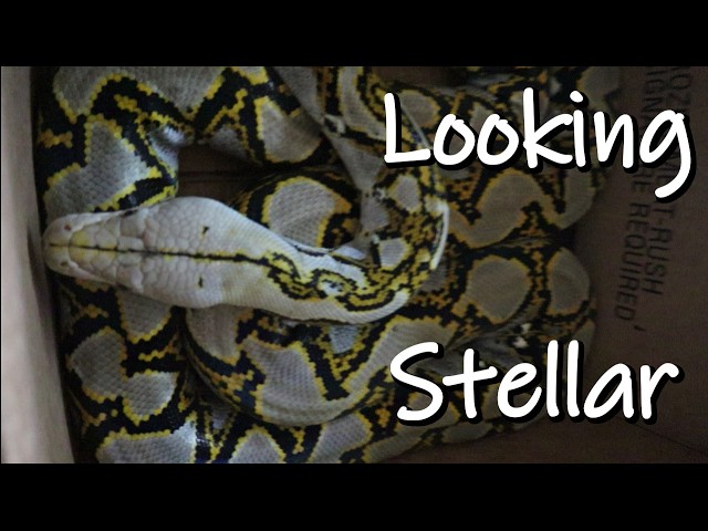 Saying Hi To Mercury (Male Reticulated Python)