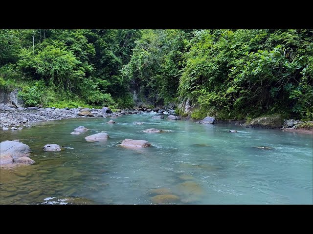 Relaxing Nature Sounds Clear Forest Stream Flowing Water Ambience