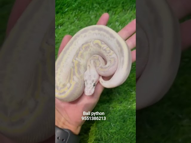 petsnakes  Ball python  Beauty pets available #snake #animal #exotic #reptiles #cornsnake #snakepets