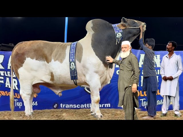 Karachi k Biggest Bulls | Bangal Tiger of Trans Cattle Farm | Bakra Mandi Cow Mandi 2026 #cow #bull 