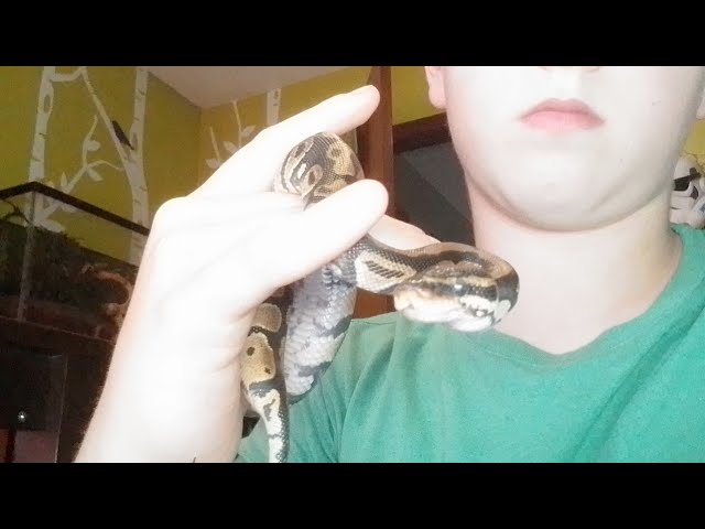 My ball python, Pythor!