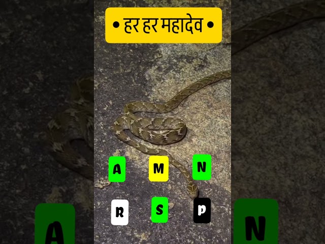 दिव्य दर्शन🐍| हर हर महादेव🔥| #Shorts #Youtubeshorts #Wildlife