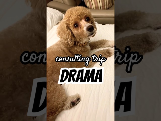 This Poodle Might Be Cuter Than Your Algorithm 🐩✨ #dogs #dogshorts #moderndog #vlog