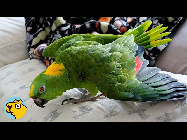 Parrot Spent 12 Years in a Garage. Now He Lives Life to the Fullest