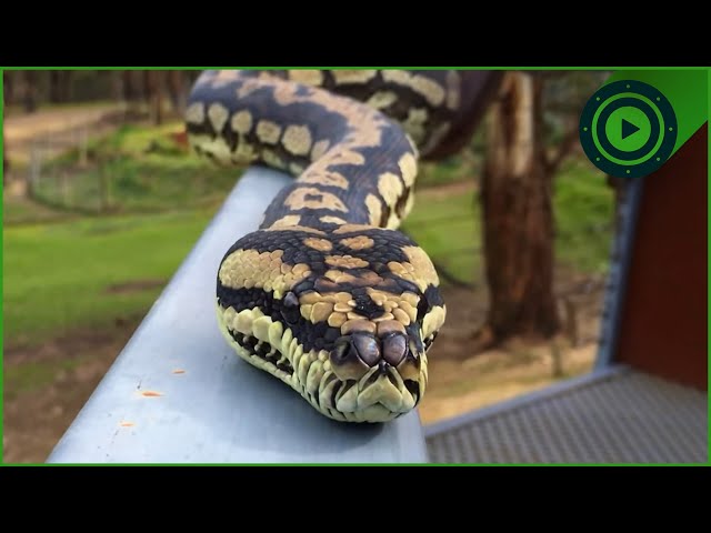 Why You Should Never Put a Snake Back Where You Found It...