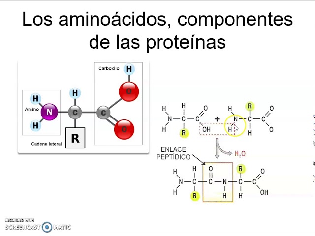 Transcripción y traducción
