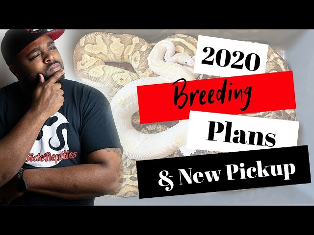 2020 Ball Python Breeding Plans | New Snake? What Else Did I Get?