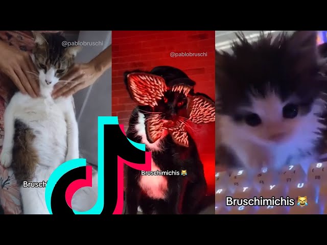 BRUSCHIMICHIS😹💗 1 hora de risa🐈💕! // #bruschimichis #humor