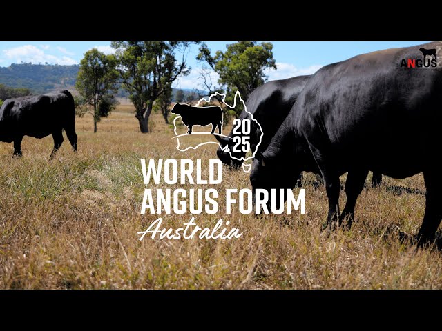 Angus cattle in Australia have a lot to offer the world!